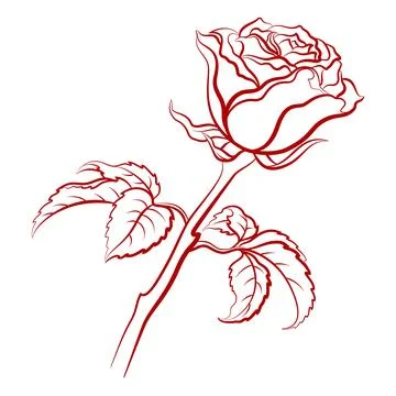 Rose Flower Contour Stock Illustration