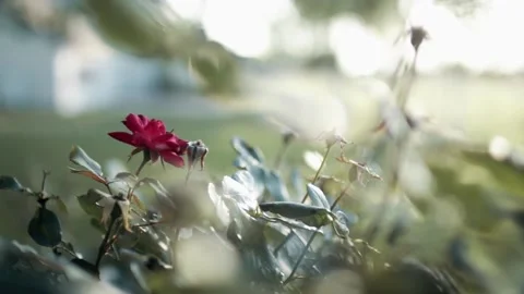 Rose flower with depth of field 動画素材 138602874