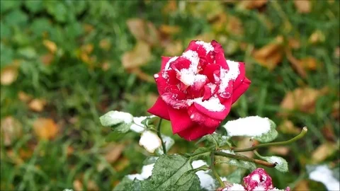 Rose flower drops and snow flakes. onset of winter Stock Footage 82252332