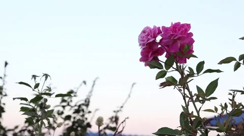 Rose Flower 库存影片 50352596