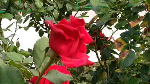 Rose Flower Stock Footage 126722337