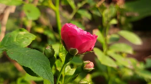 Rose flower. Stock Footage 146642746