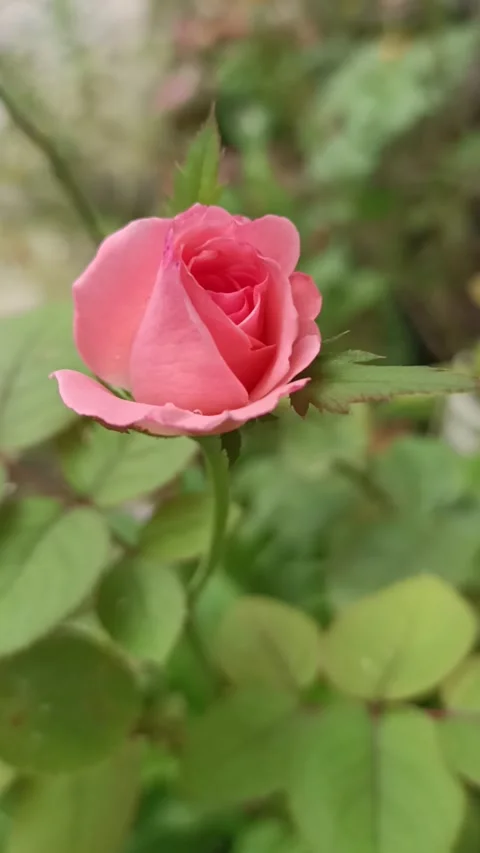 Rose Flower Video stock 208030351