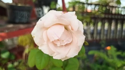 Rose flower Video stock 279552131