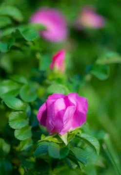 Rose flower on a green blur background. Stock Photos