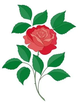 Rose flower Illustrazione stock