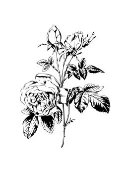 Rose flower Stock Illustration