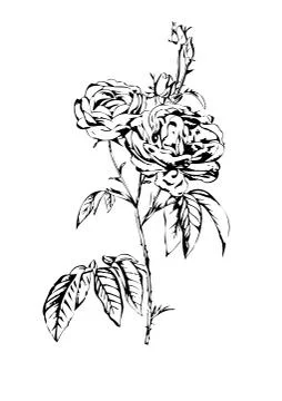Rose flower Stock Illustration