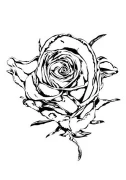 Rose flower Stock Illustration