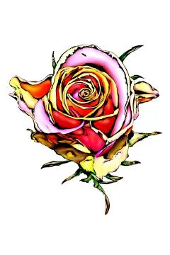 Rose flower Stock Illustration