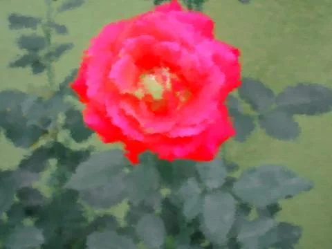 Rose flower Stock Illustration