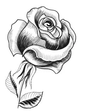 Rose flower Stock Illustration