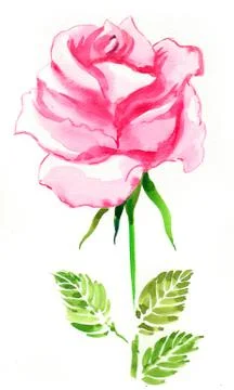 Rose flower Stock Illustration