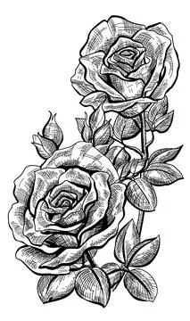Rose Flower Stock Illustration