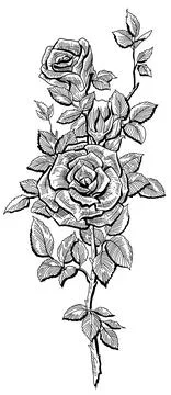Rose flower Stock Illustration