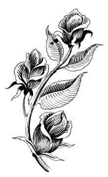 Rose flower Stock-Illustration