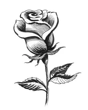 Rose flower Illustrazione stock