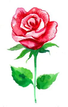 Rose flower Stock Illustration