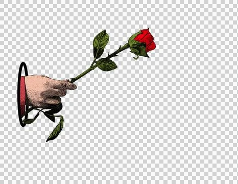 A rose flower Illustrazione stock