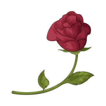 Rose flower illustration Stock Illustration