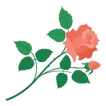 Rose flower isolated Stock Illustration