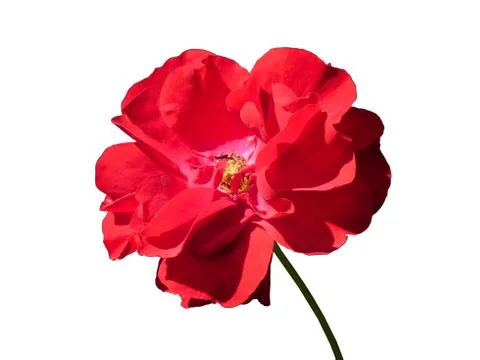 Rose Flower Isolated Foto stock
