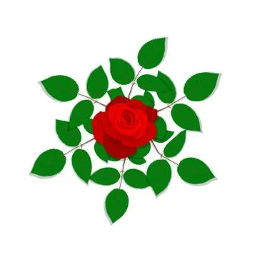 Rose flower isolated on white background. Stock Illustration