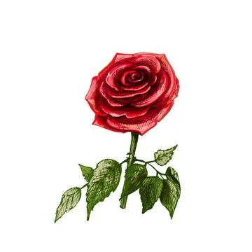 Rose flower with leaf. Vector color vintage hand drawn hatching illustration Stock Illustration