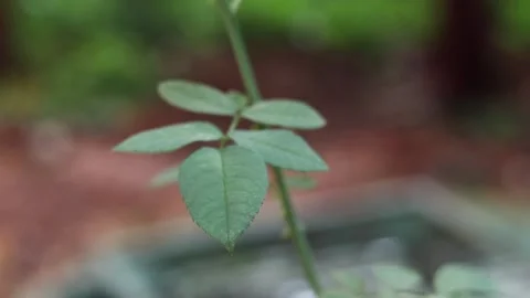Rose flower leave in close up Stock Footage 157031987