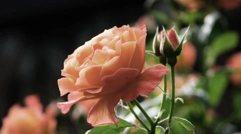 Rose Flower - Loop - 03 - Pink-Yellow Petals Stock Footage