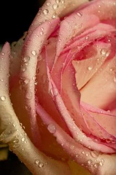 Rose flower macro close up Foto stock