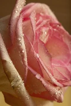 Rose flower macro close up Stock Photos