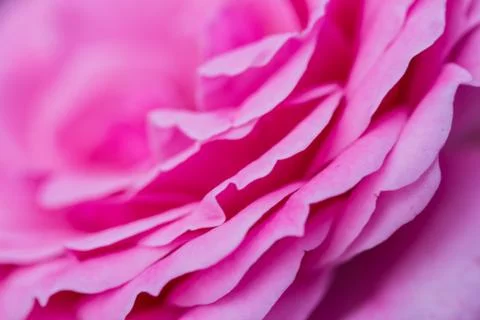 Rose flower macro closeup Stock Photos