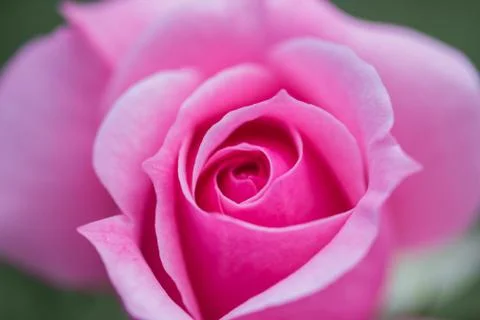 Rose flower macro closeup Stock Photos