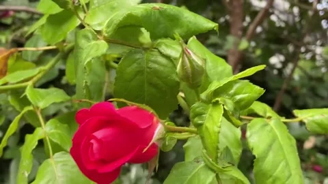 Rose Flower Macro Video stock 244943830