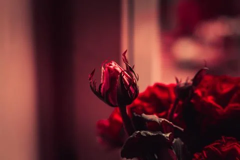 Rose flower in noir style. Pattern texture of leaves. Plants texture for desi Stock Photos
