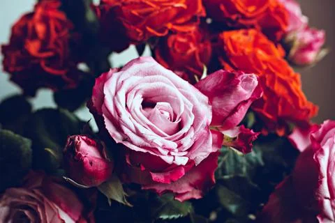 Rose flower in noir style. Pattern texture of leaves. Plants texture for desi Stock Photos