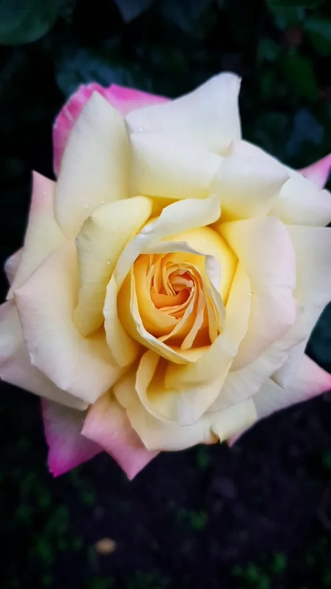 Rose flower ombre Stock Footage 141128982