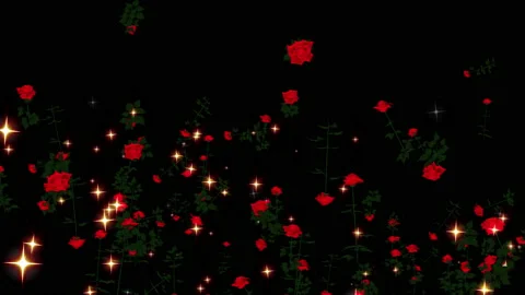 Rose flower particle loop animation Stock Footage 168169069
