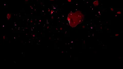 Rose flower petals falling over black background -4k Seamless Loop Stockbeeldmateriaal 265121667