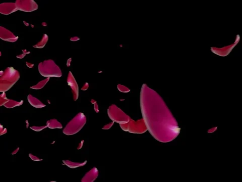 Rose flower petals falling transition with alpha, 4K 3D animation Stock Footage 74047378