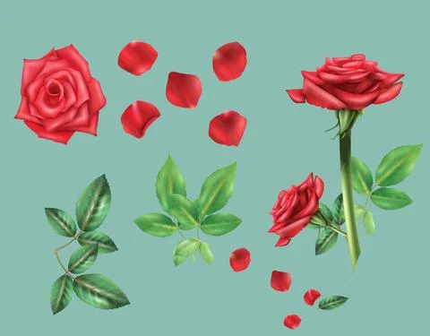 Rose flower petals set Stock Illustration