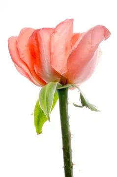Rose flower Foto stock