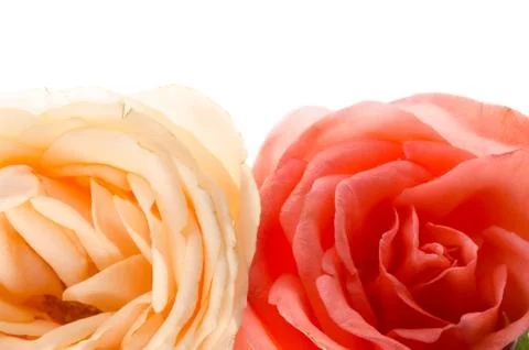 Rose flower Stock Photos