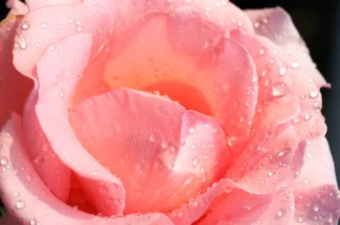 Rose flower Stock Photos