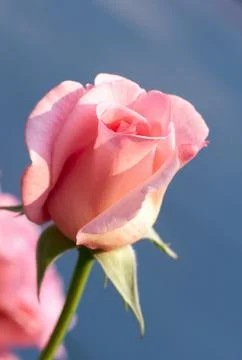 Rose flower Stock Photos