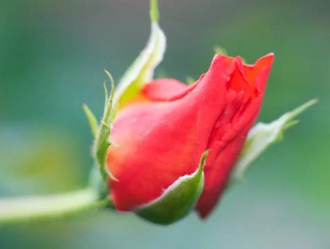 Rose flower Stock Photos