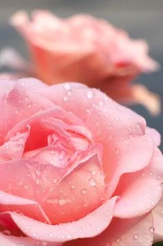 Rose flower Stock Photos