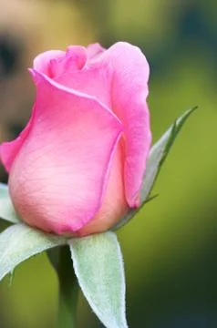 Rose flower Stock Photos