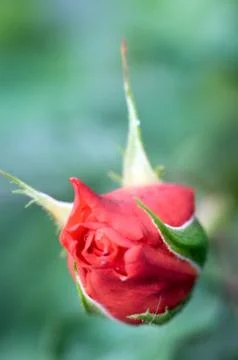 Rose flower Stock Photos